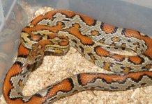 cinnamon_zigzag_20080228_IMG_8526.jpg