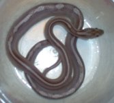 Achilles baby pic.jpg