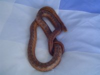 DSC01329.JPG - resize 4.jpg