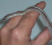 achilles old pic.JPG