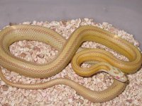 My Cornsnakes 033.jpg