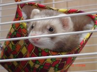 summer 06 and ferret 001.jpg