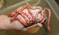 lava mix hand2.JPG