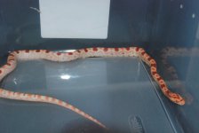 beowuf in a tub.jpg
