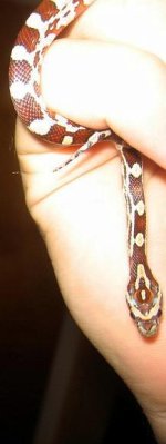 IMG_1234 small.JPG