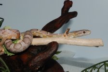 roxas on a branch.jpg