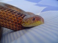 DSC01330.JPG - resize 5.jpg