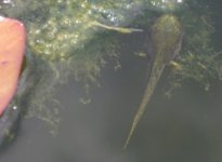 Tadpoles 009.jpg