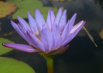 Tadpoles 011.jpg