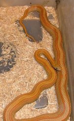 Stripe Motley het butter.JPG