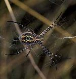 spider.jpg