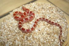 hypo blood m.JPG