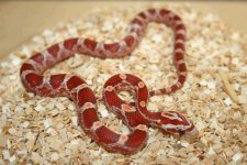 hypo blood f.JPG