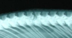 CloseUpSnakeFx.jpg
