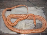raprolapse.jpg
