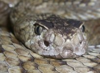 Reptile World 032cr600.jpg