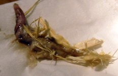 IMG_0115.jpg