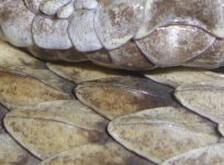Reptile World 032cr2.jpg