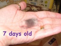 Forum 7 days ASF 048.jpg