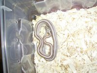 Herman-Anery Stripe.jpg