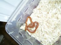 Petra-Normal Stripe.jpg