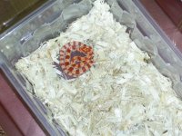 Twin 2-Glenda-Flour. Amel.jpg