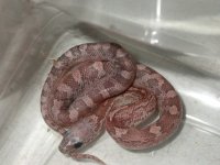 2008-Clutch #1_LavBlood 022.jpg