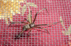 Black Widow 002cr800.jpg