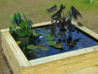 Pond Day_05 009.jpg