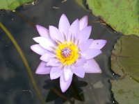 Pond Day_05 010.jpg