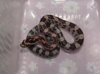 Forum Beauty's pippy No7 002.jpg