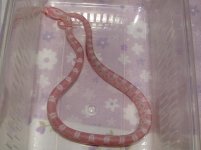 Forum Beauty's pippy No8 004.jpg