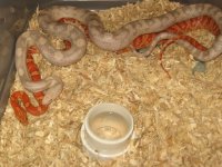 IMG_7558 Hypo Het Lav-Anery x Lavender Het Snow.JPG