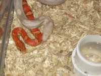 IMG_7559 Head Shot Hypo Het Lav x Lav Het Snow.JPG