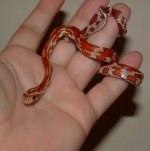 Vita 01-18-08 b.jpg