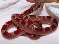 SecretFBlood1.JPG