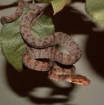 Silverio 03-19-08 b.jpg
