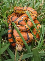 good pics 011.jpg