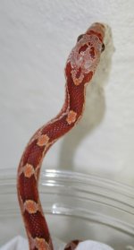 HypoBlood090607-1.jpg