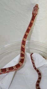 HypoBlood090607-2.jpg