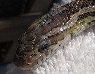 delilah2.jpg