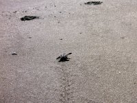 to the beach!.jpg