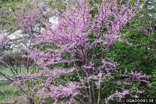 easternredbud.jpg