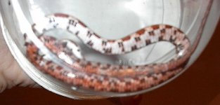 7625IM002136a-med aa.jpg