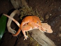cresties.jpg