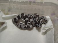 Forum Beauty's pippy No10 002.jpg