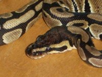 4_07_closeup.jpg