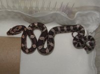 Forum Beauty's pippy No12 002.jpg