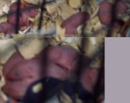 babies.jpg