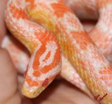 photo_gallery_coral_snow_large.jpg